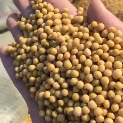 富锦市芽豆690 生大豆 1等品