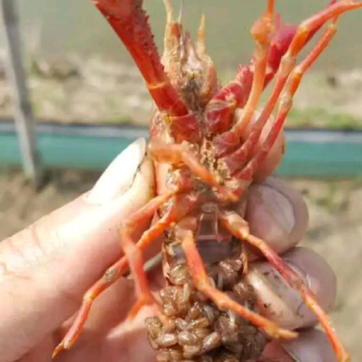 沭阳县小龙虾苗