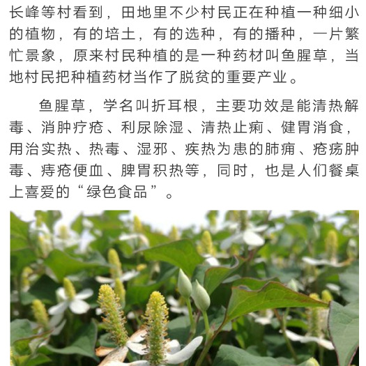 新田县鱼腥草根 
