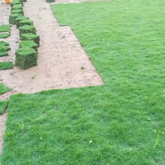 杭州马尼拉草皮