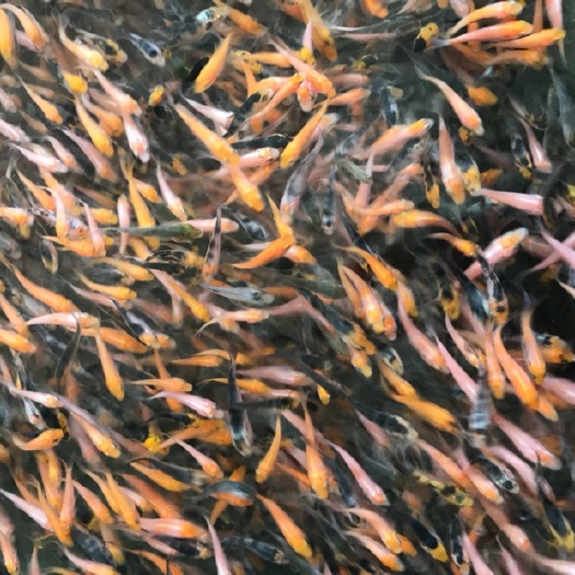 广州锦鲤鱼苗