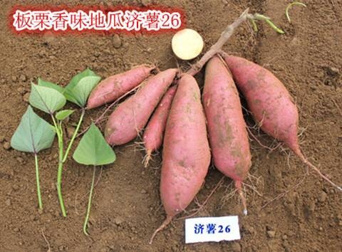 济薯26号红薯苗 15~25cm 