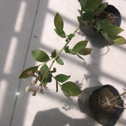 平邑县建蒙一号蓝莓苗