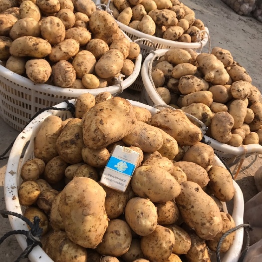 黄心土豆  新土豆  二两起  黄皮黄心 颜色靓丽 产地直发