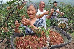 沂水县麻椒 干花椒 毛货