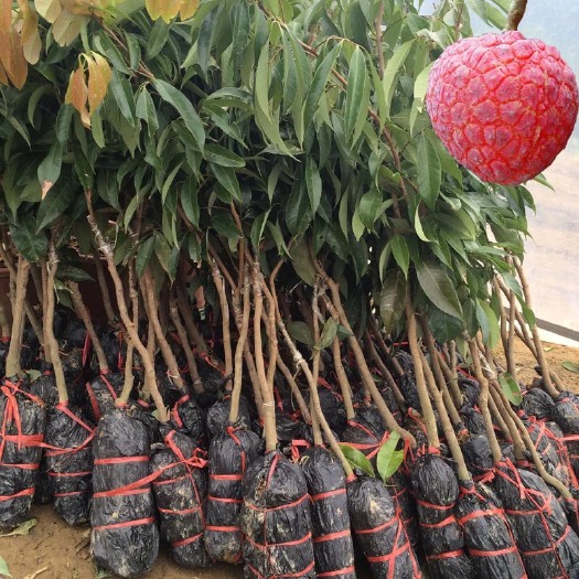 灵山县无核荔枝苗