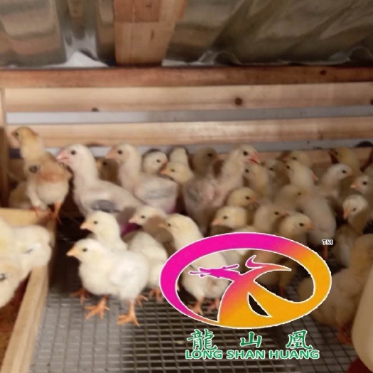 广州东涛鸡苗 