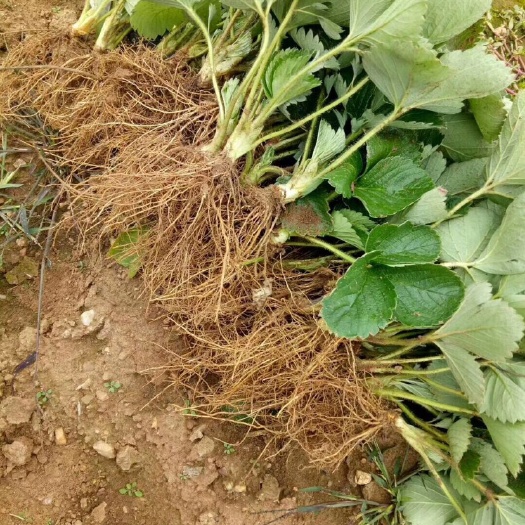 龙山县脱毒草莓苗 地栽苗 10~20公分 