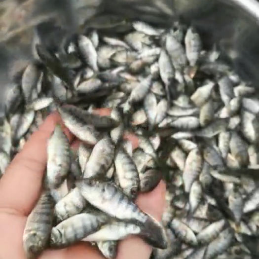 玉林罗非鱼苗  海南快大1号！