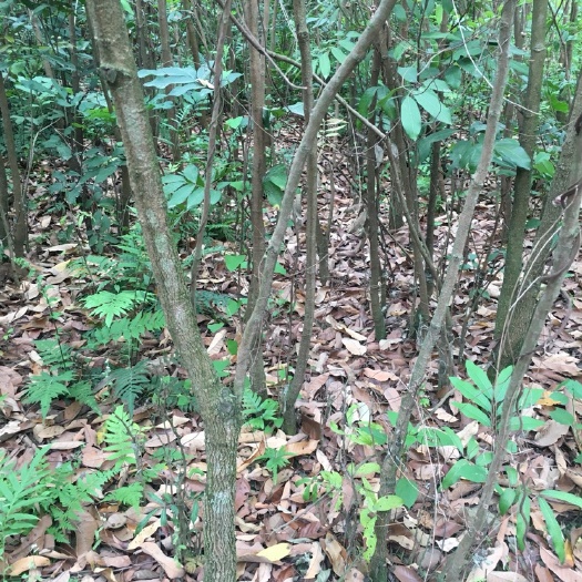 灵山县石峡龙眼树苗