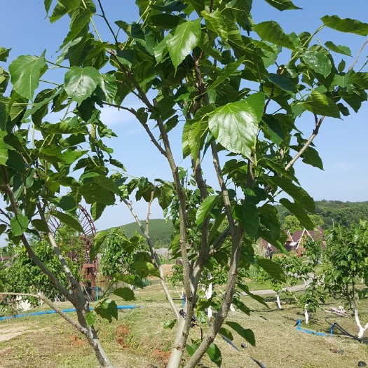 韶关桑树长果桑大树