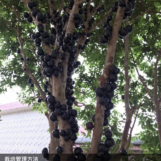 琼海市沙巴嘉宝果