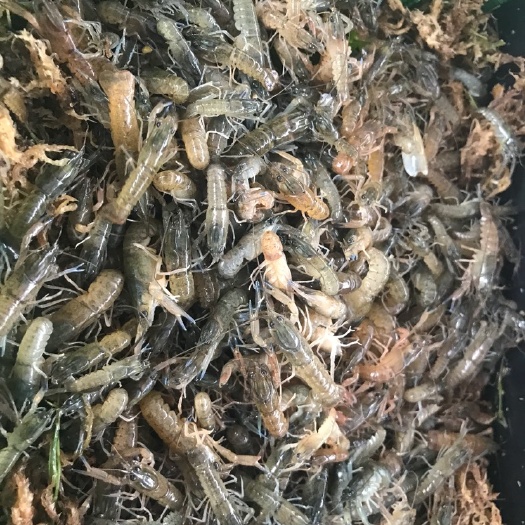 广州澳洲淡水小龙虾苗 