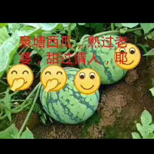 蓝山县麒麟西瓜 有籽 2茬以上 8成熟 8斤打底 
