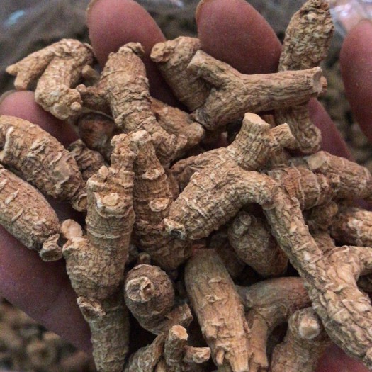 文山市山参  林下花旗参  参味浓郁  品质保证