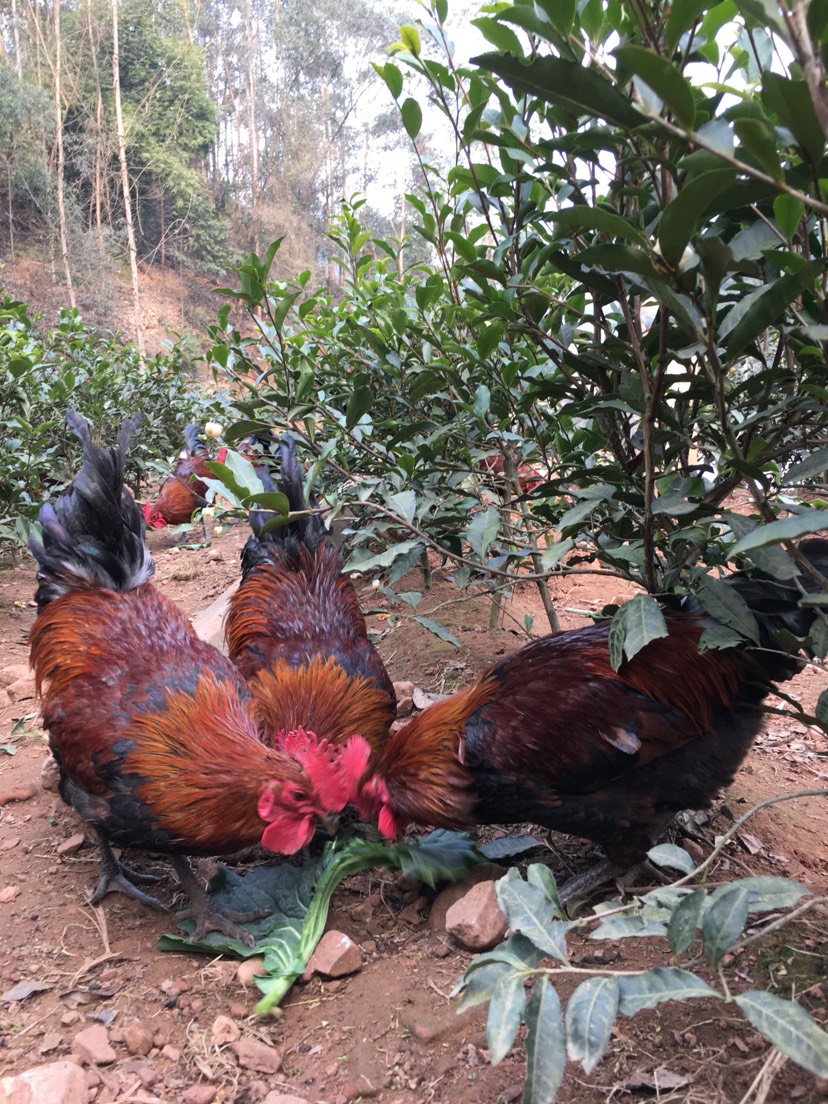 黑瑶土鸡 林间散养粮食土鸡