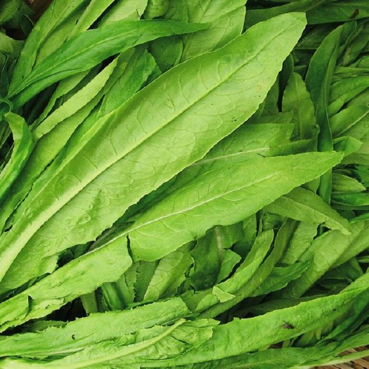 银川青油麦  青香油麦菜 30~35cm以上