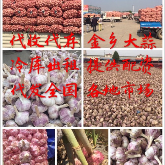金乡县金乡大蒜