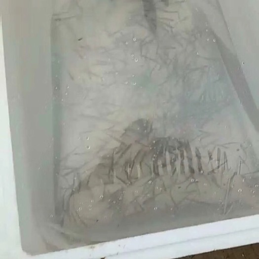 湖州翘嘴白鱼苗