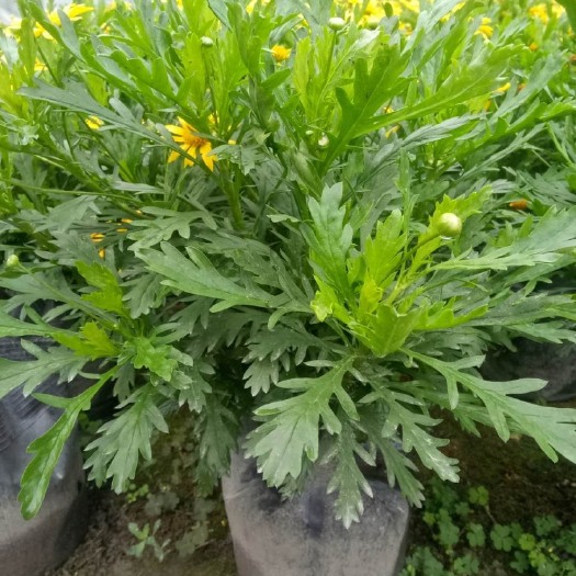 成都木春菊