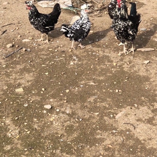 梁山县 成年贵妃鸡 各种鸡苗