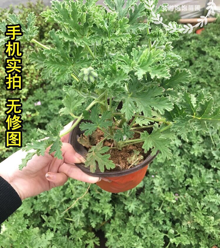 驅蚊草盆栽