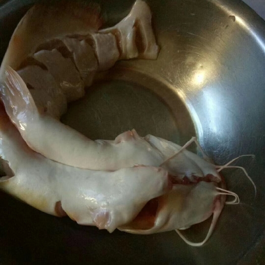 资阳红鮰鱼 