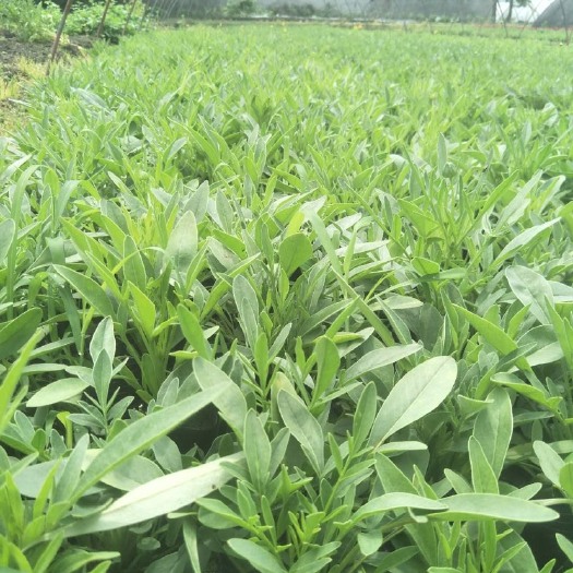 成都金鸡菊苗  金鸡菊
