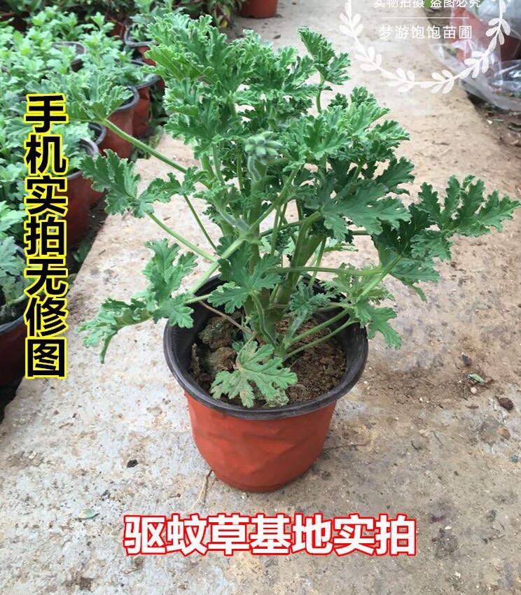 驅蚊草盆栽