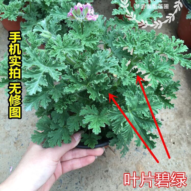 驅蚊草盆栽