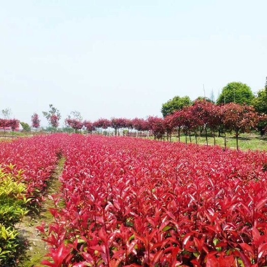 沭阳县红叶石楠 