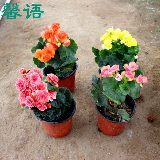 麗格海棠