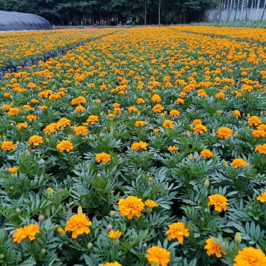 成都孔雀草菊花苗