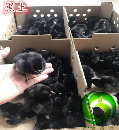 广州黑土1.5号土鸡苗  黑土2号鸡苗 包邮包运输成活