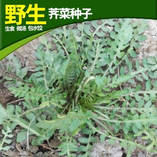 沭阳县荠菜种子 