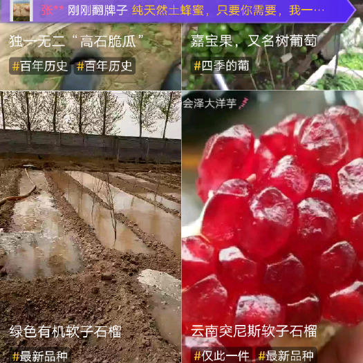 会泽县突尼斯软籽石榴 0.8 - 1斤