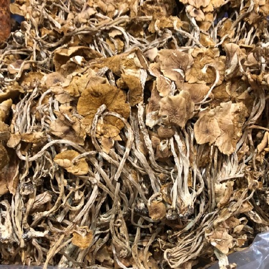 昆明 茶树菇干货开伞茶树菇