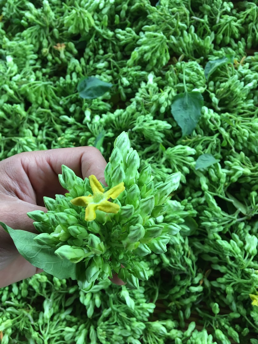 快來圍觀吧!我剛發佈了新供應[蔬菜型夜香花],想要貨的可以找我諮詢!