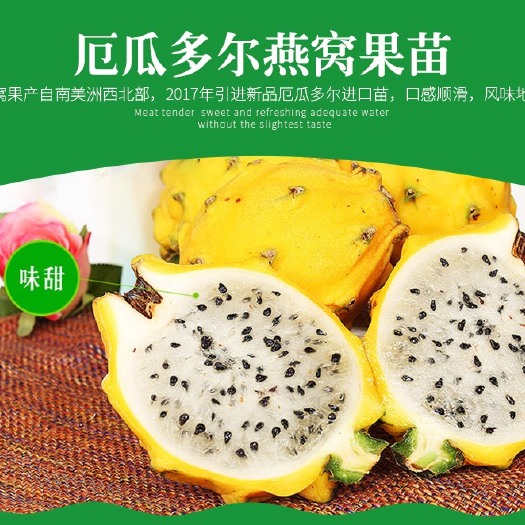 广州厄瓜多尔黄龙火龙果苗  燕窝果苗黄皮火龙果苗麒麟果苗带根带芽百原生嫁接粗壮苗