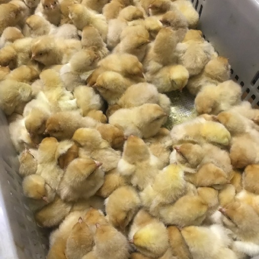 寻乌县土鸡苗 公