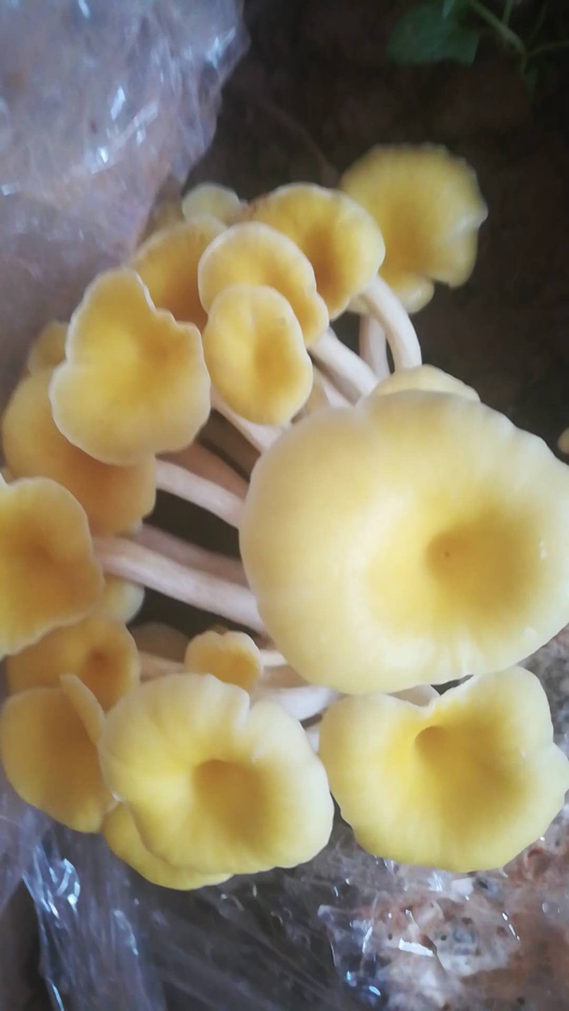 网红金蘑菇菇的背景图片