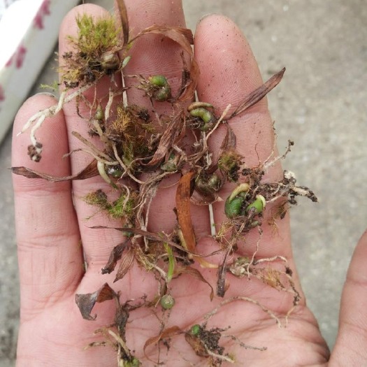 昆明紫花白芨苗 