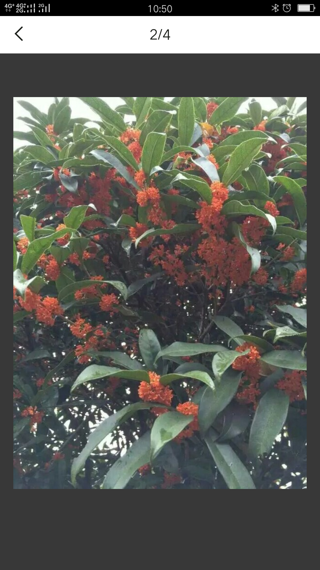 文山市状元红桂花树