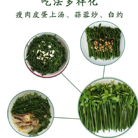 广州树仔菜