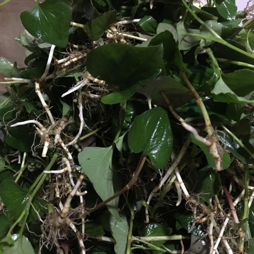峡江县野生鱼腥草