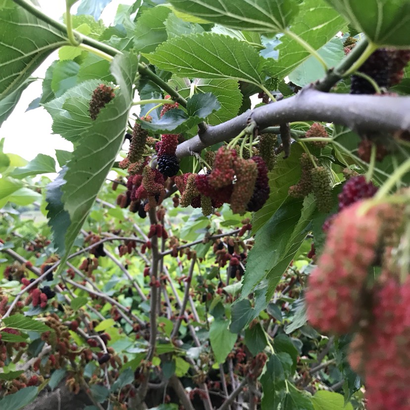 无籽大十果桑苗口感好海宁嫁接苗桑葚苗南北方种植主流采摘桑树苗