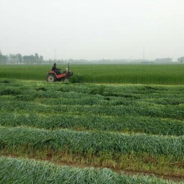 黑麦草 养羊鱼鸡鸭鹅营养丰富买六赠