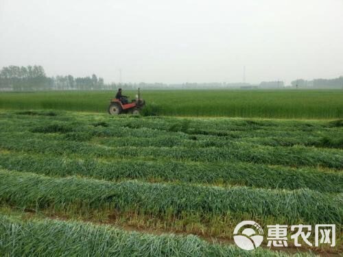 黑麦草 养羊鱼鸡鸭鹅营养丰富买六赠