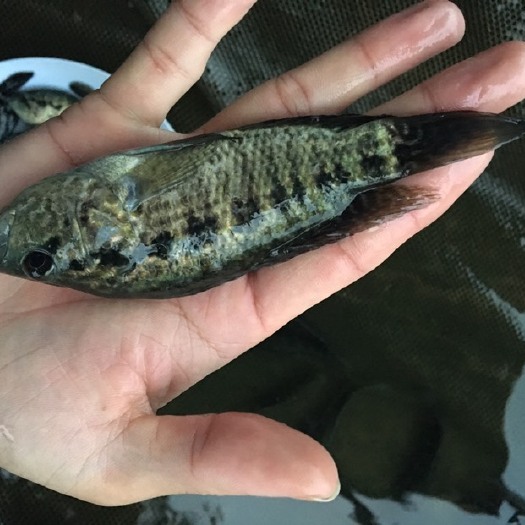 广州淡水石斑鱼苗