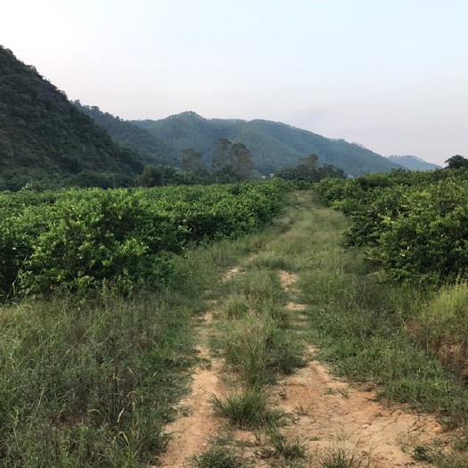 阳春市柠檬干片